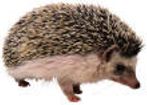 Picture of African Pygmy Hedgehog